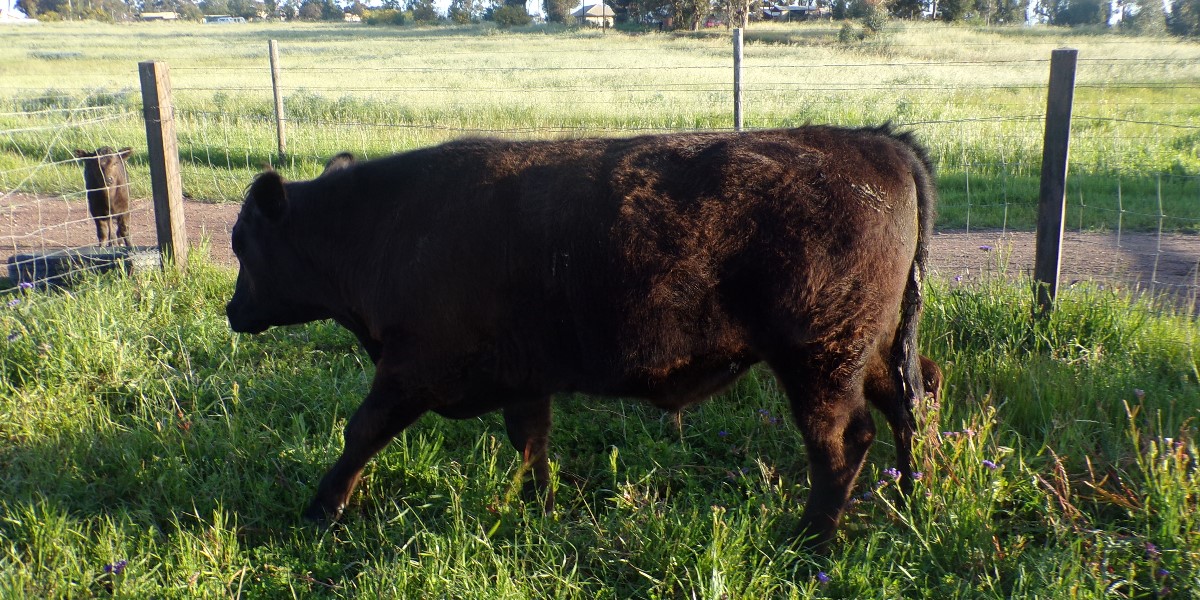 Organic food reduces Cancer